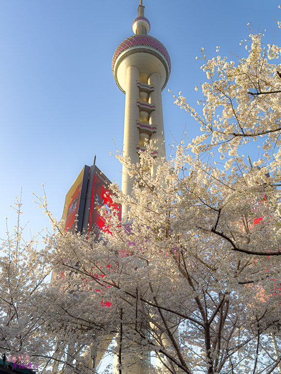 上海旅遊,上海景點推薦,上海東方明珠塔,上海賞櫻,上海賞櫻景點,東方明珠塔