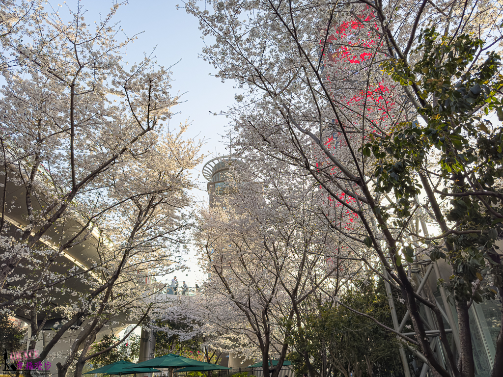 上海旅遊,上海景點推薦,上海東方明珠塔,上海賞櫻,上海賞櫻景點,東方明珠塔
