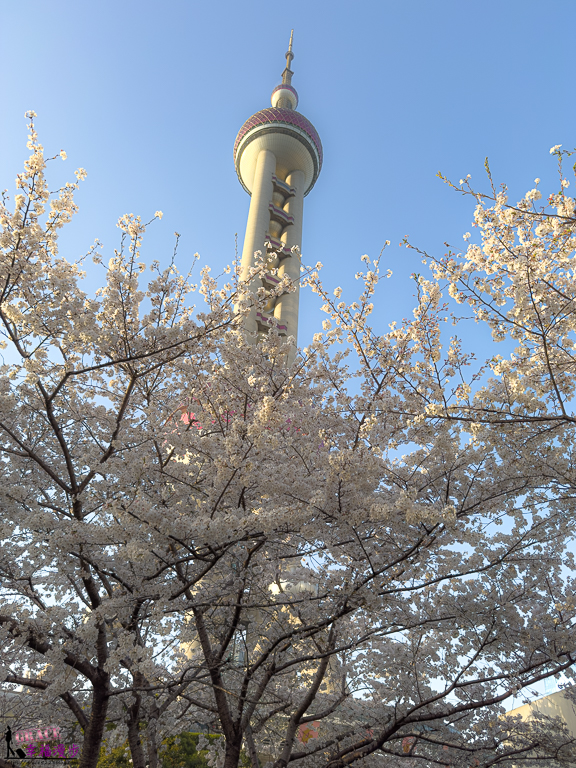 上海旅遊,上海景點推薦,上海東方明珠塔,上海賞櫻,上海賞櫻景點,東方明珠塔